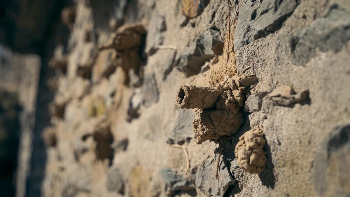 Guêpes maçonnes : ces petits nids de terre sur vos murs, faut-il s'inquiéter ?